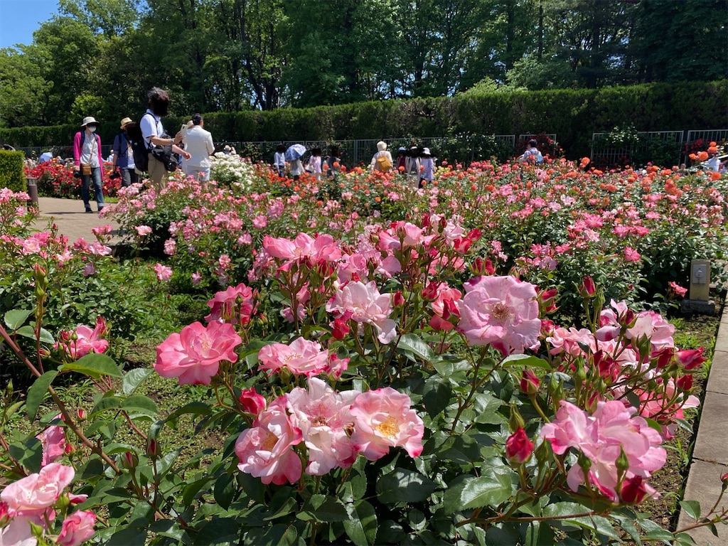 f:id:wakuwakushincha:20240518114441j:image f:id:wakuwakushincha:20240518114441j:image