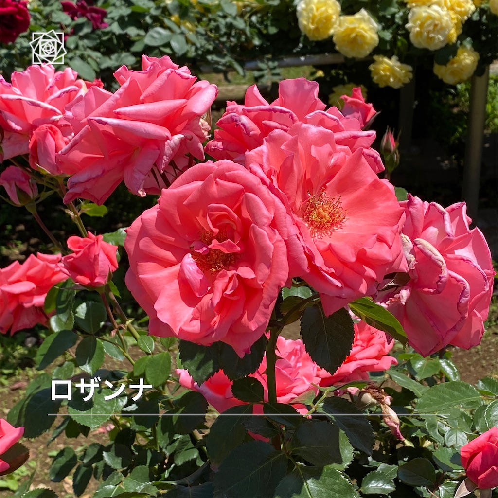 f:id:wakuwakushincha:20240518120656j:image f:id:wakuwakushincha:20240518120656j:image