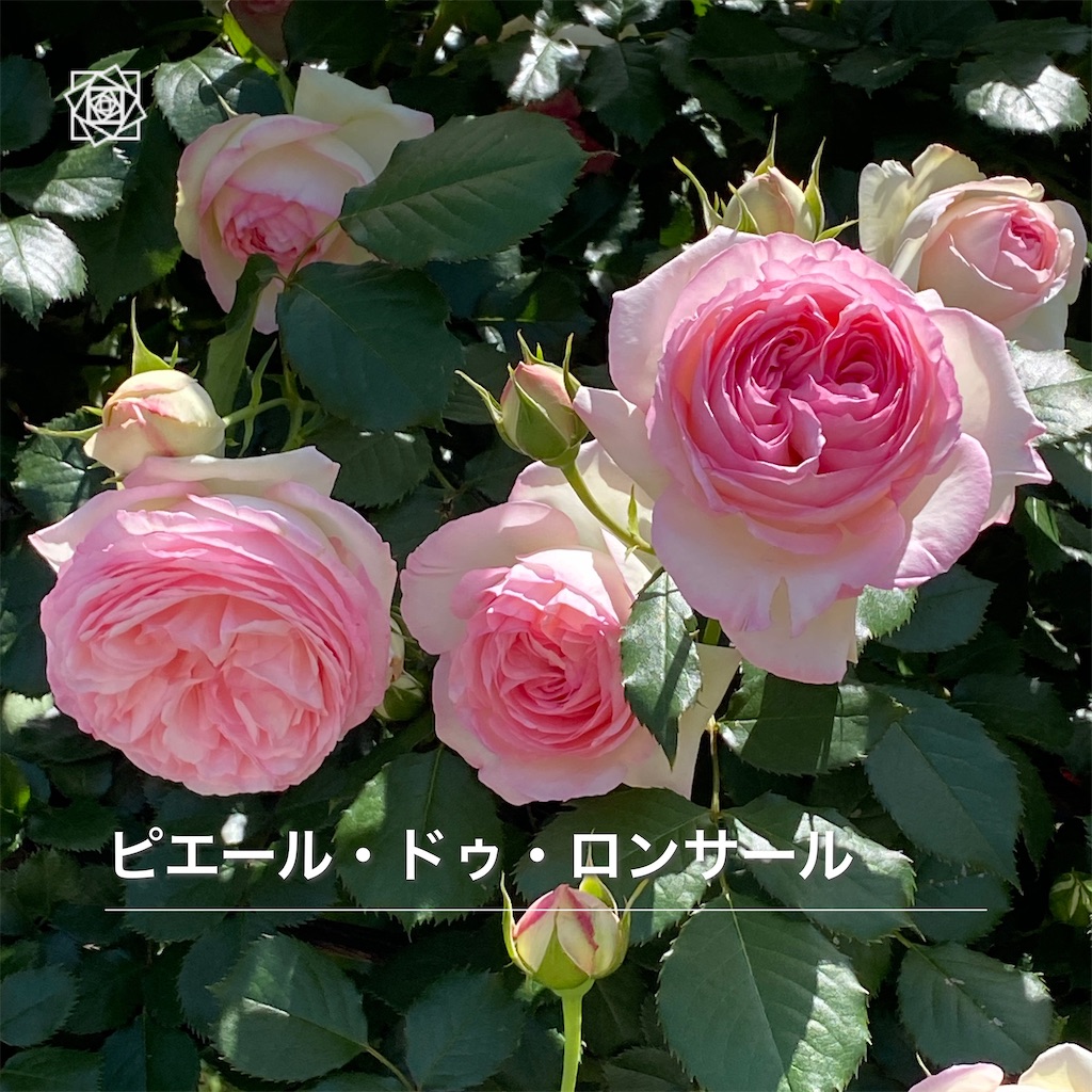 f:id:wakuwakushincha:20240518120851j:image