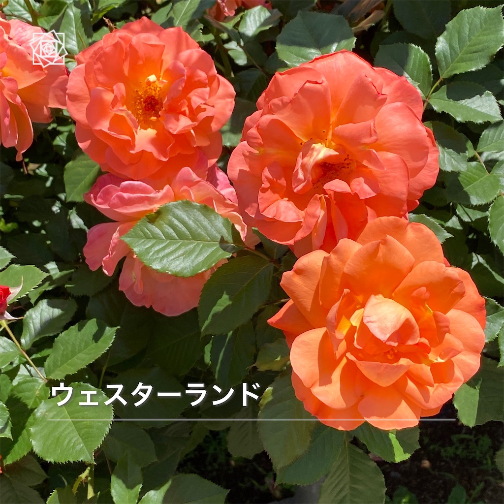 f:id:wakuwakushincha:20240518121032j:image f:id:wakuwakushincha:20240518121032j:image