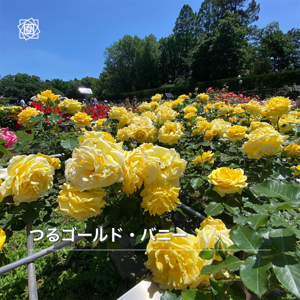 f:id:wakuwakushincha:20240518121110j:image f:id:wakuwakushincha:20240518121110j:image