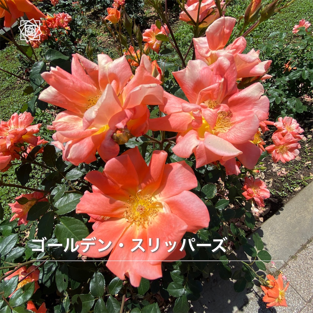 f:id:wakuwakushincha:20240518121224j:image f:id:wakuwakushincha:20240518121224j:image