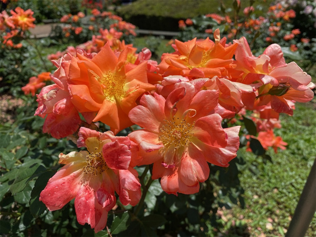 f:id:wakuwakushincha:20240518121226j:image f:id:wakuwakushincha:20240518121226j:image