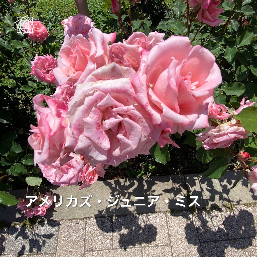 f:id:wakuwakushincha:20240518121302j:image f:id:wakuwakushincha:20240518121302j:image