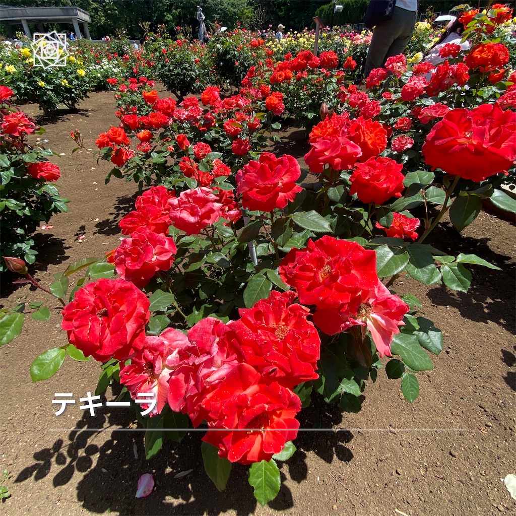 f:id:wakuwakushincha:20240518121341j:image f:id:wakuwakushincha:20240518121341j:image