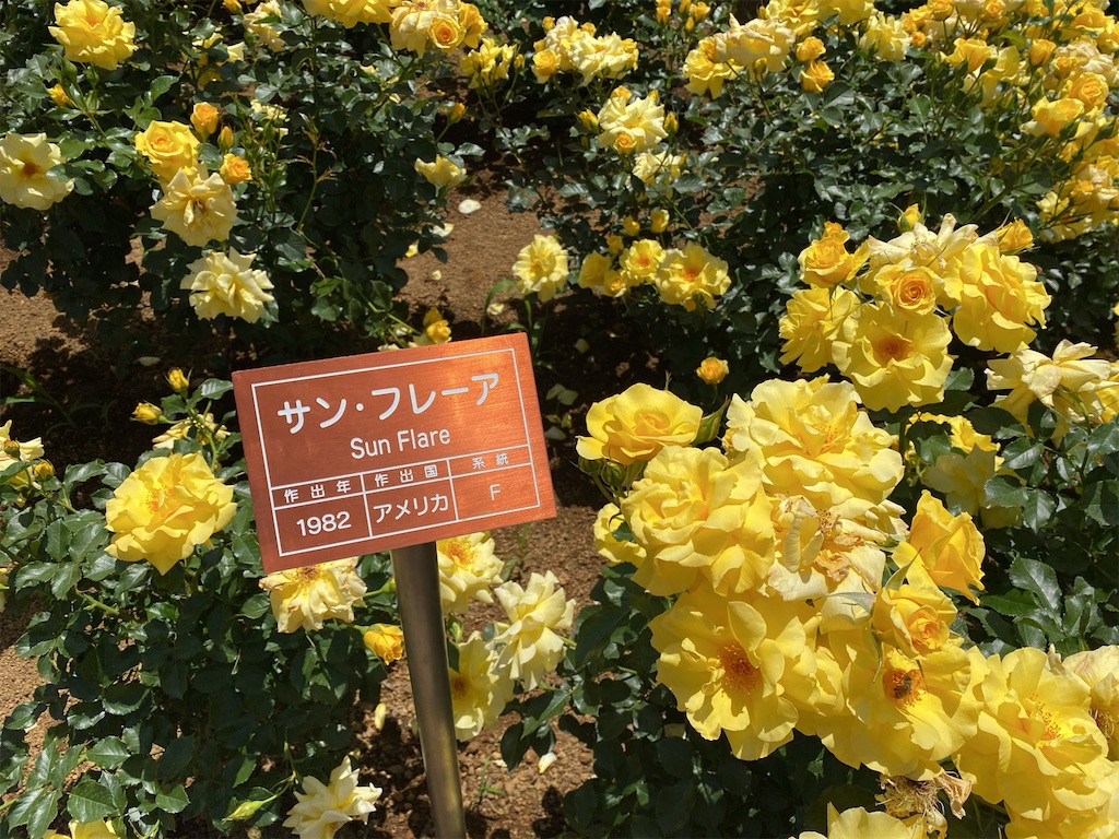 f:id:wakuwakushincha:20240518121909j:image f:id:wakuwakushincha:20240518121909j:image