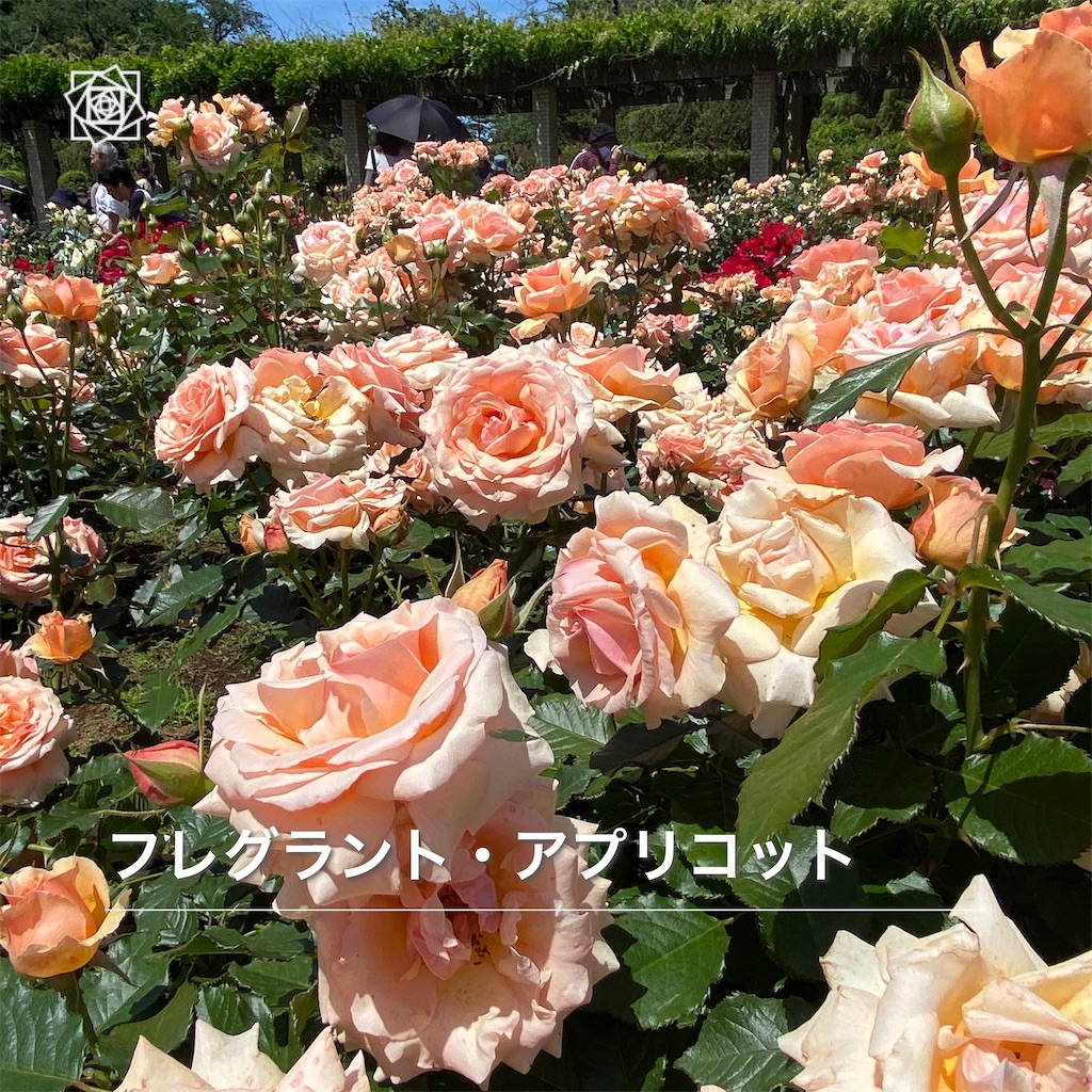 f:id:wakuwakushincha:20240518122013j:image f:id:wakuwakushincha:20240518122013j:image