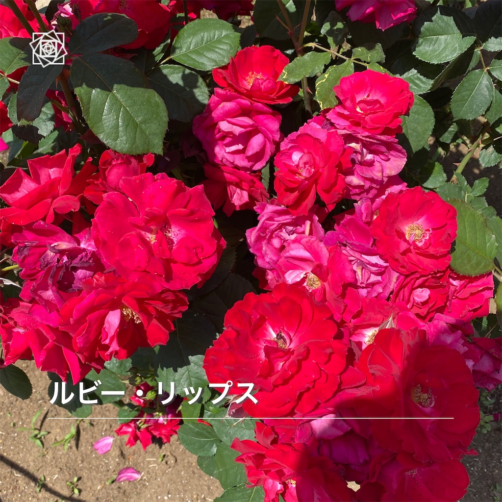 f:id:wakuwakushincha:20240518122035j:image