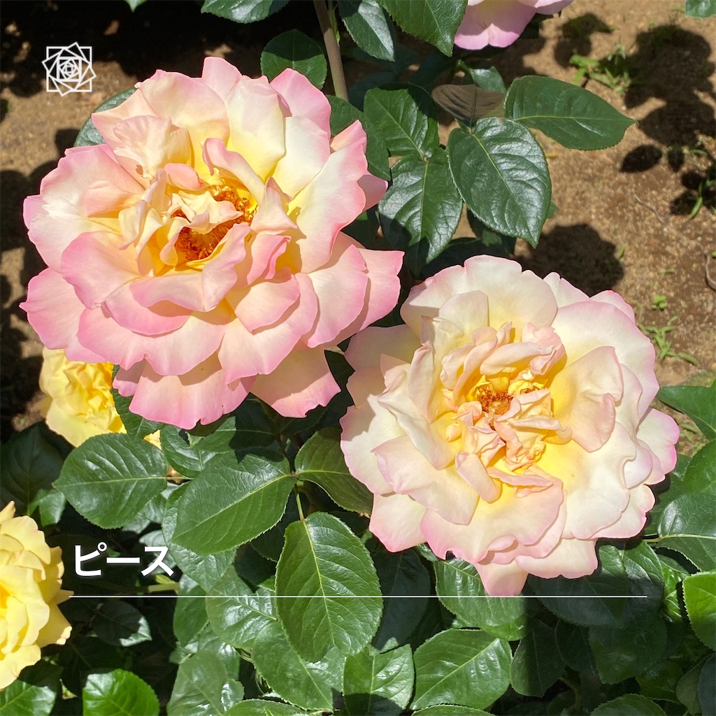 f:id:wakuwakushincha:20240518124005j:image