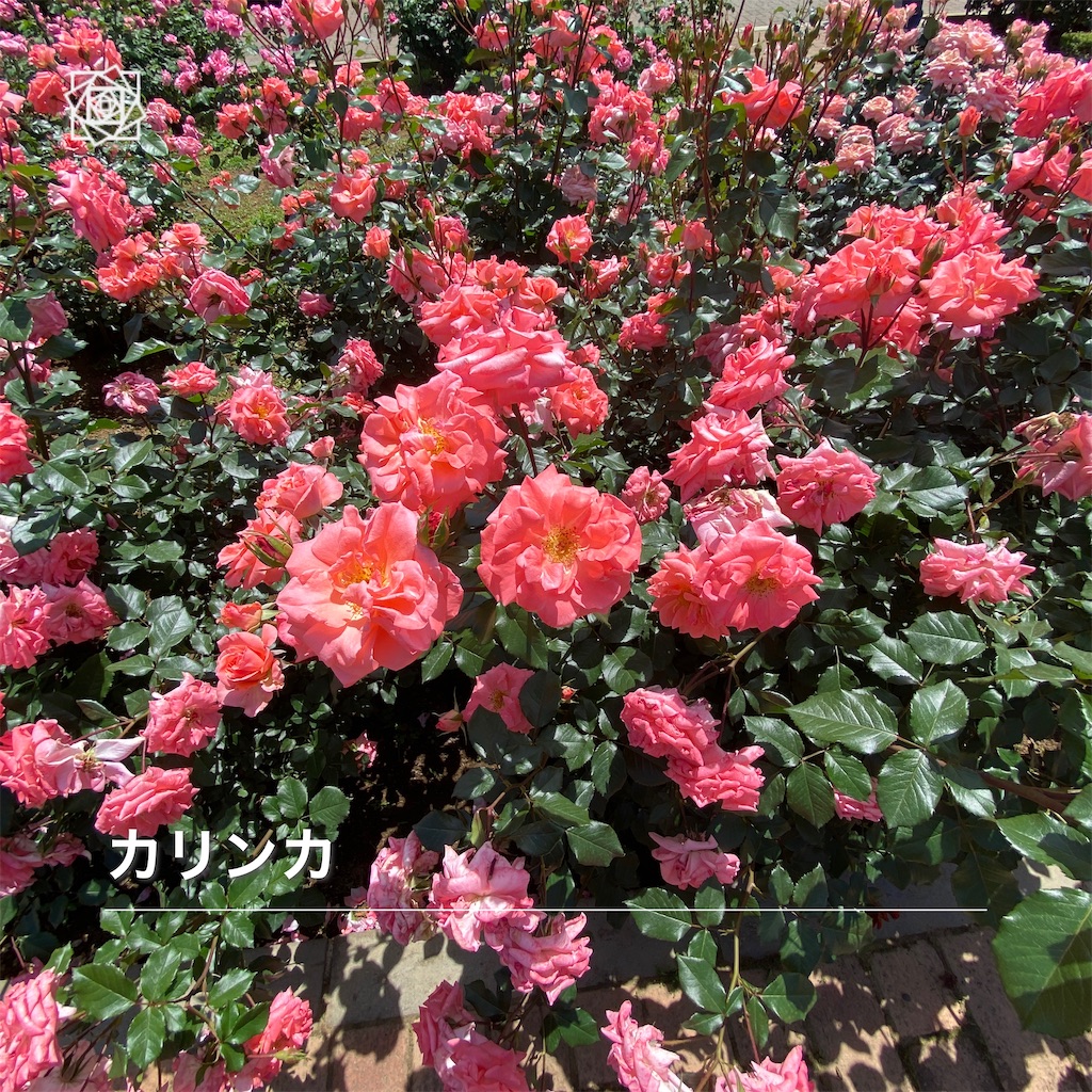 f:id:wakuwakushincha:20240518124833j:image