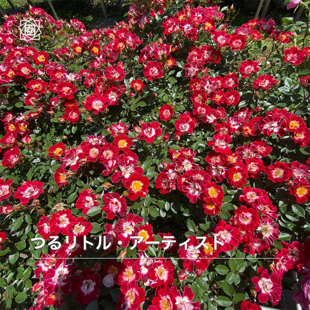 f:id:wakuwakushincha:20240518125019j:image f:id:wakuwakushincha:20240518125019j:image