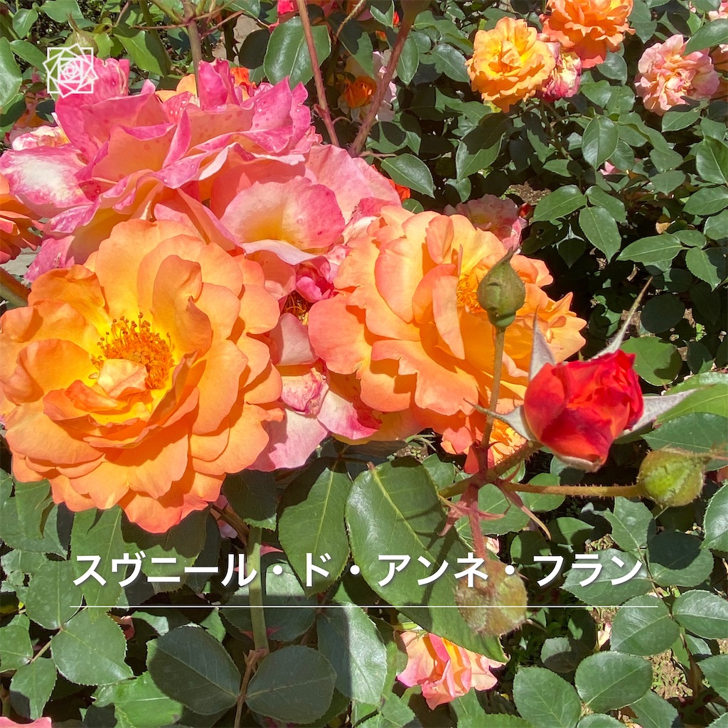 f:id:wakuwakushincha:20240518125254j:image f:id:wakuwakushincha:20240518125254j:image