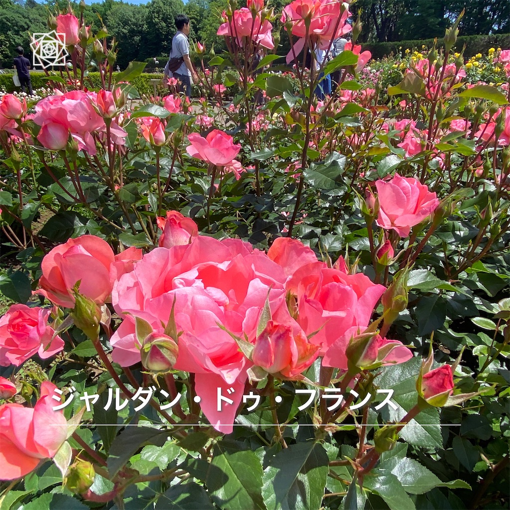f:id:wakuwakushincha:20240518125437j:image