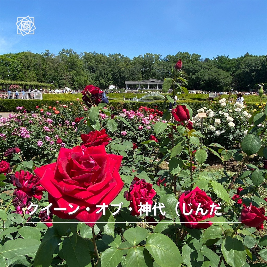 f:id:wakuwakushincha:20240518130017j:image