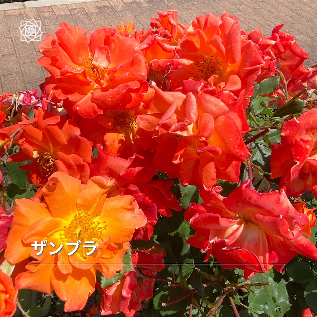 f:id:wakuwakushincha:20240518130157j:image f:id:wakuwakushincha:20240518130157j:image