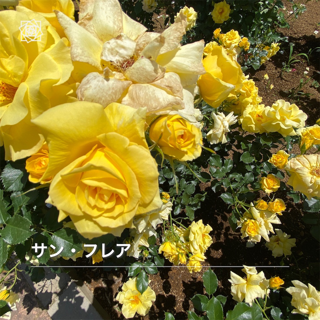 f:id:wakuwakushincha:20240518130251j:image