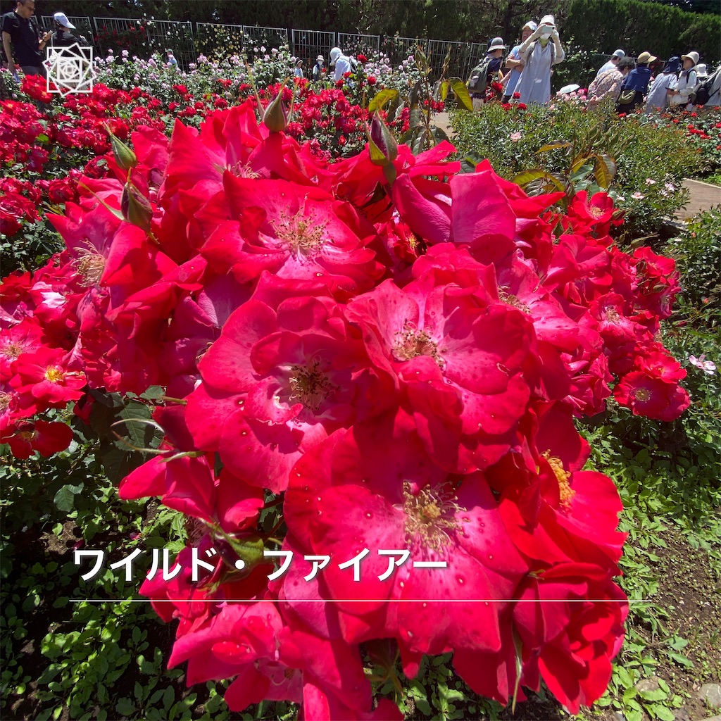 f:id:wakuwakushincha:20240518131207j:image f:id:wakuwakushincha:20240518131207j:image