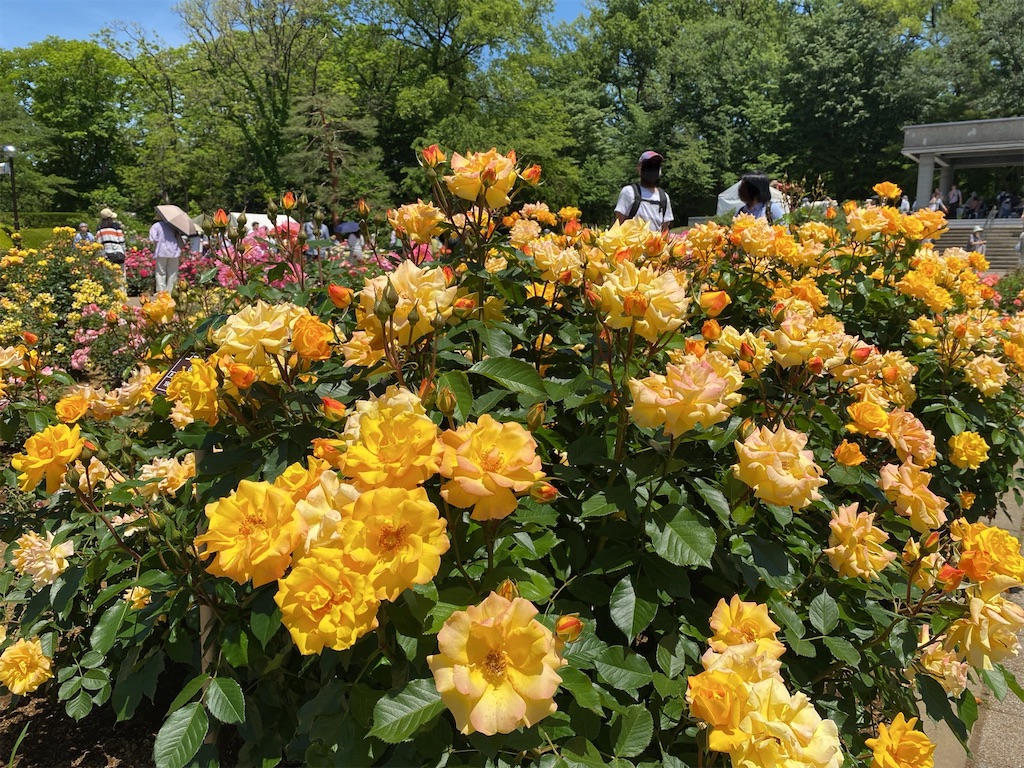 f:id:wakuwakushincha:20240518131457j:image