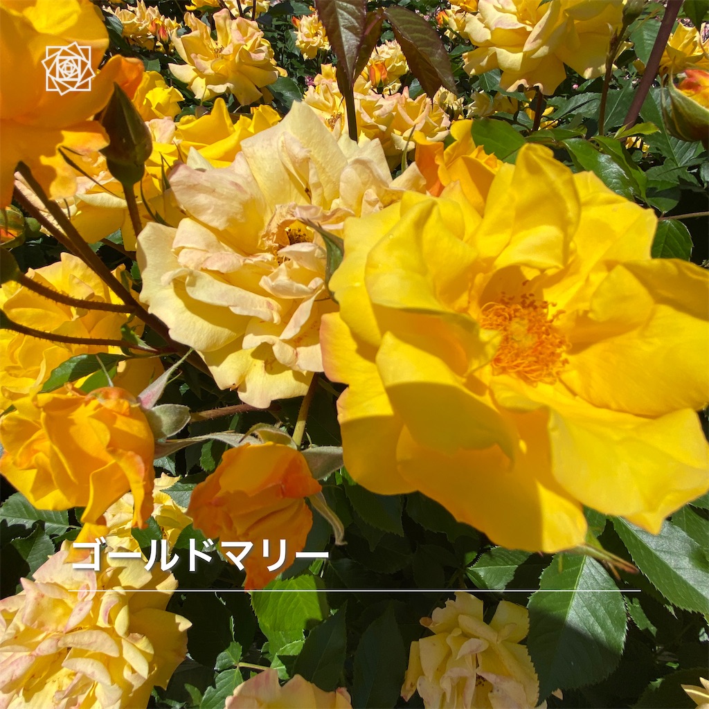 f:id:wakuwakushincha:20240518131502j:image