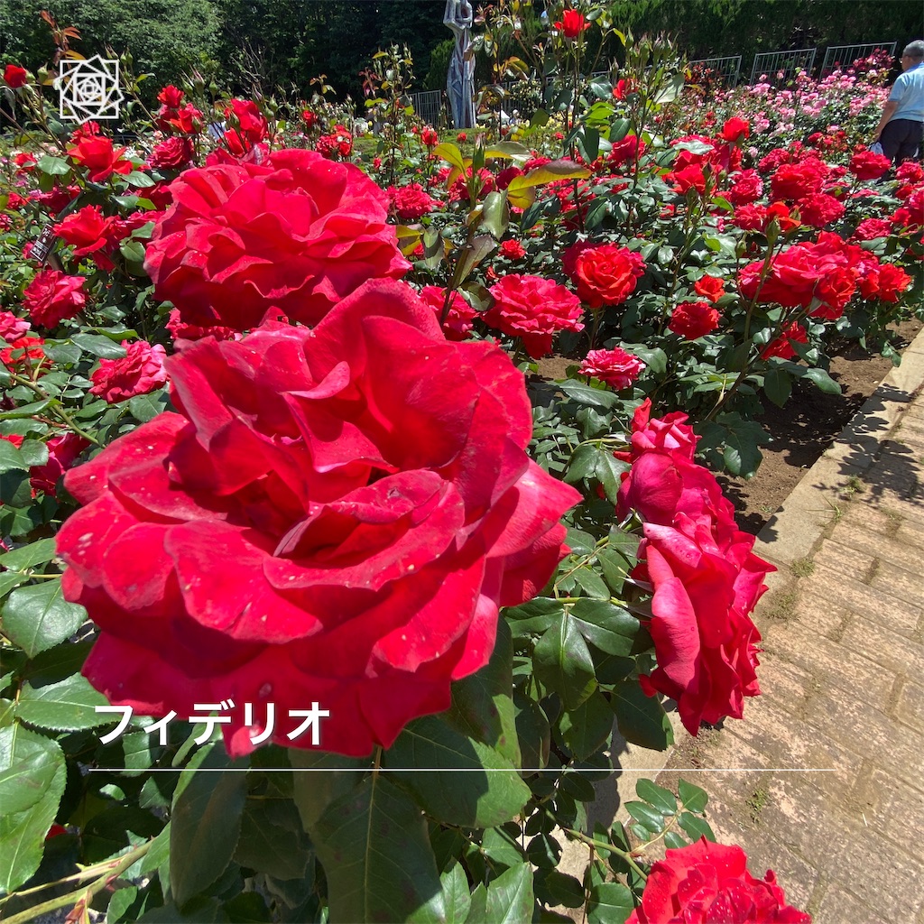 f:id:wakuwakushincha:20240518131735j:image f:id:wakuwakushincha:20240518131735j:image