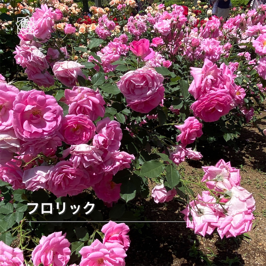f:id:wakuwakushincha:20240518132158j:image f:id:wakuwakushincha:20240518132158j:image
