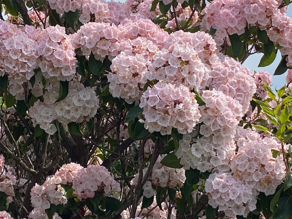 f:id:wakuwakushincha:20240526124932j:image f:id:wakuwakushincha:20240526124932j:image