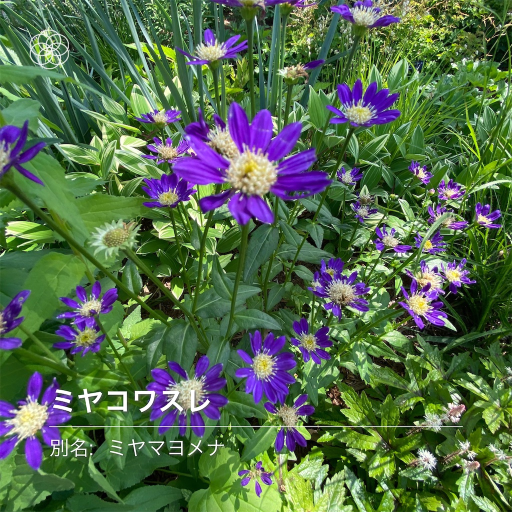 f:id:wakuwakushincha:20240526130345j:image f:id:wakuwakushincha:20240526130345j:image