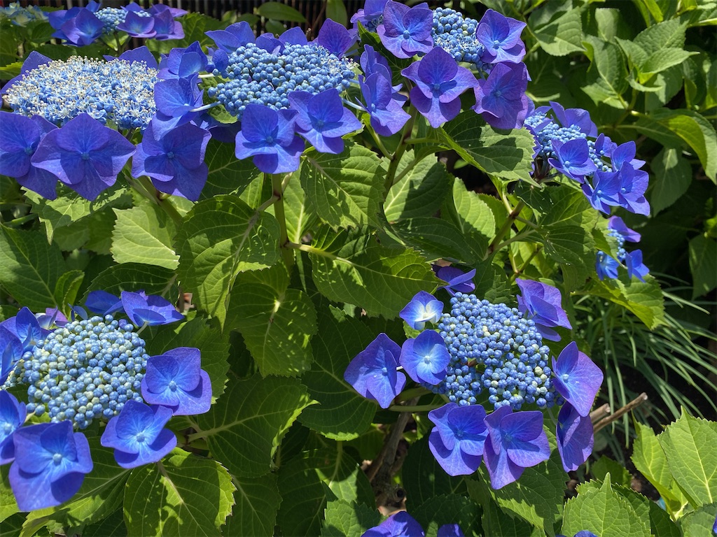 f:id:wakuwakushincha:20240601215441j:image