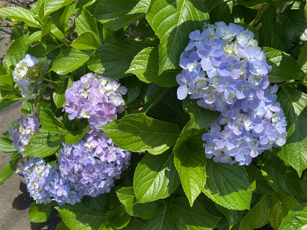 f:id:wakuwakushincha:20240601215809j:image