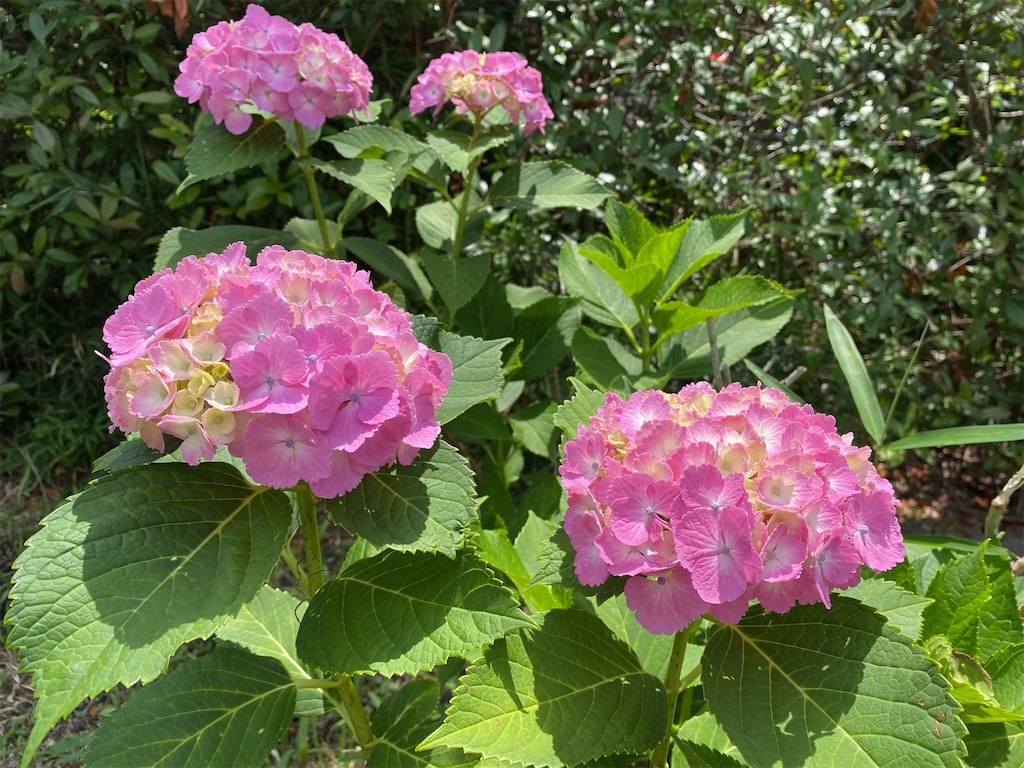 f:id:wakuwakushincha:20240601215851j:image