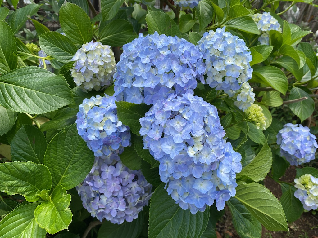 f:id:wakuwakushincha:20240601215935j:image