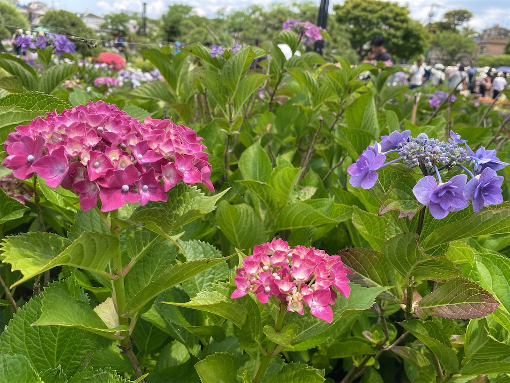 f:id:wakuwakushincha:20240601221658j:image