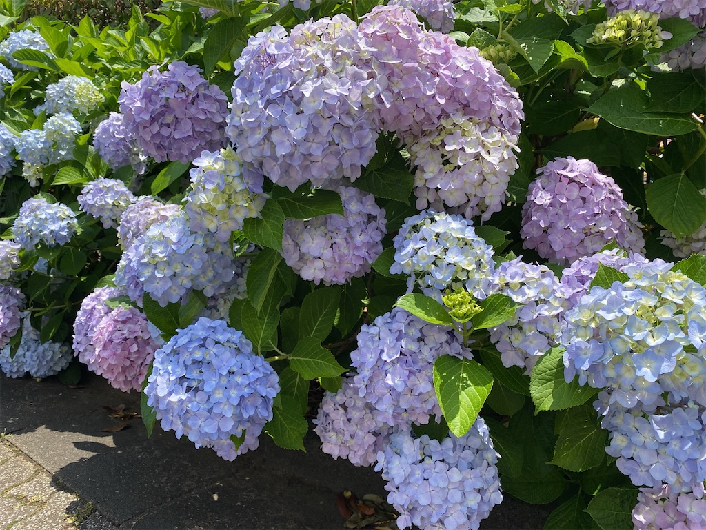 f:id:wakuwakushincha:20240602094558j:image