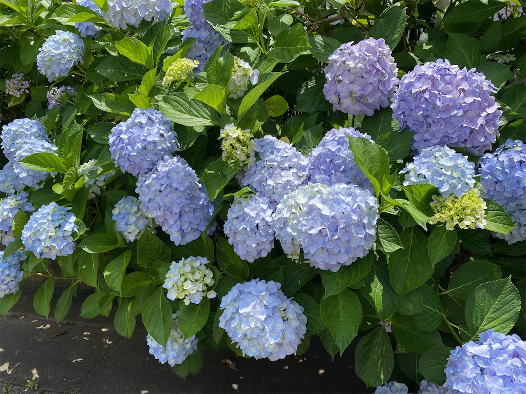 f:id:wakuwakushincha:20240602094601j:image