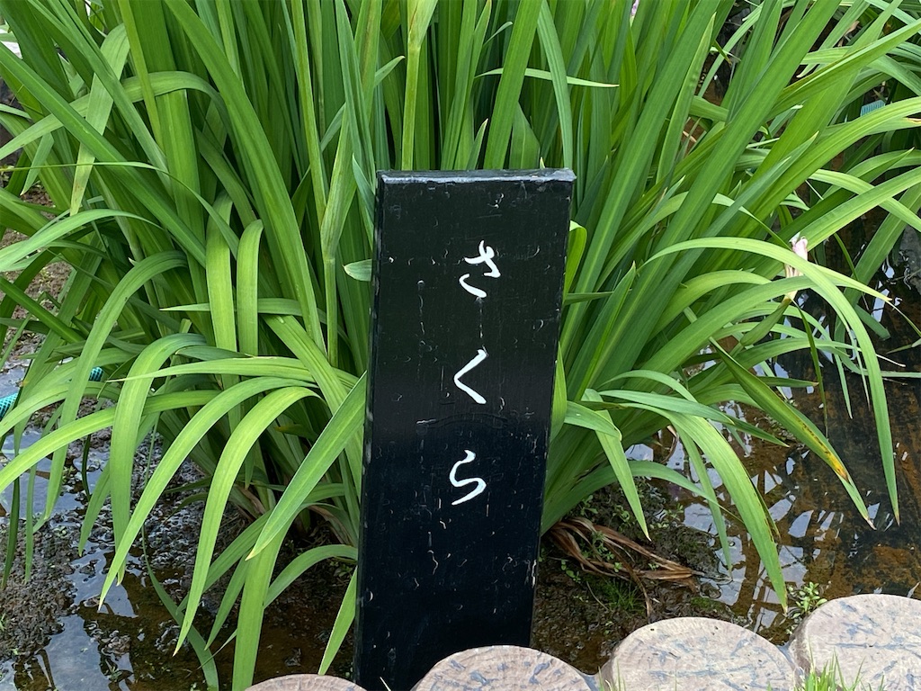 f:id:wakuwakushincha:20240607220338j:image