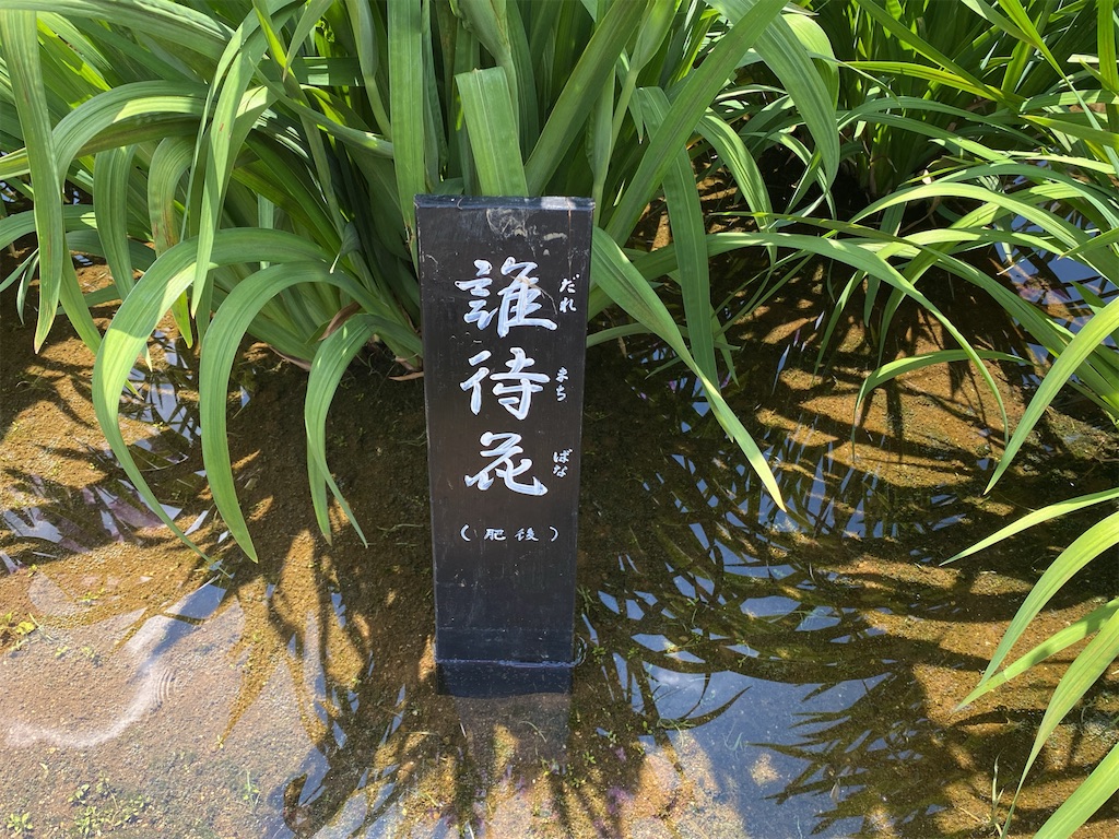 f:id:wakuwakushincha:20240607225957j:image