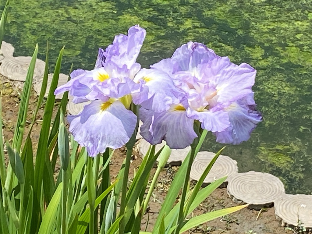 f:id:wakuwakushincha:20240608234947j:image