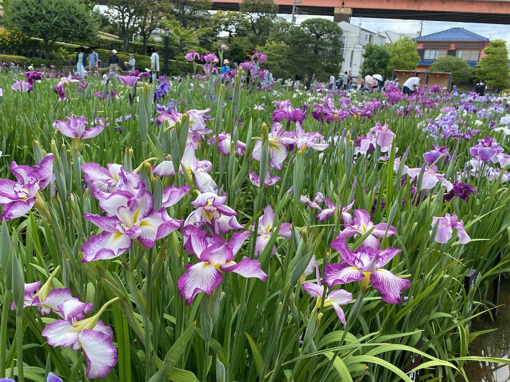 f:id:wakuwakushincha:20240609091412j:image