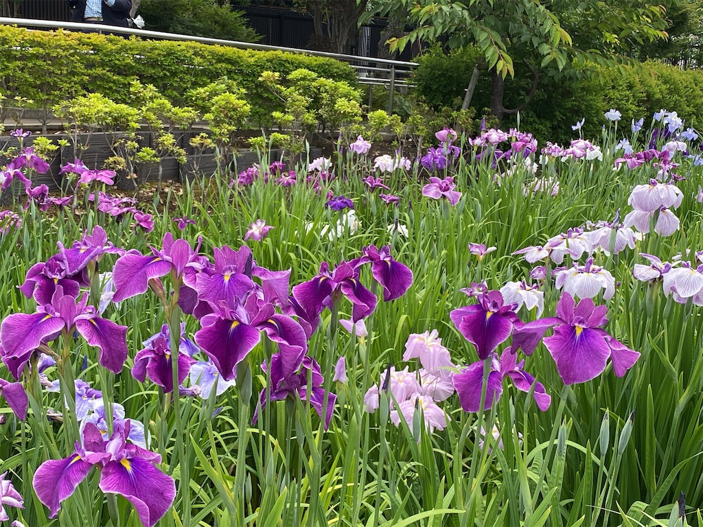 f:id:wakuwakushincha:20240609092352j:image