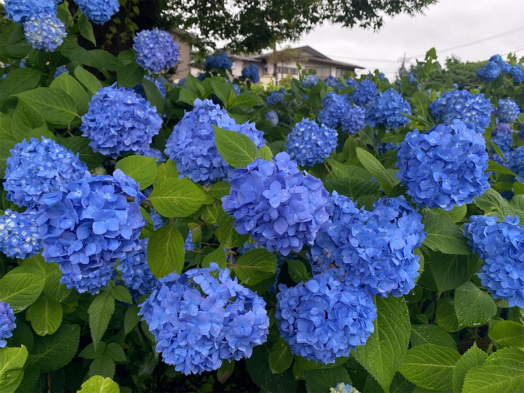 f:id:wakuwakushincha:20240630102043j:image