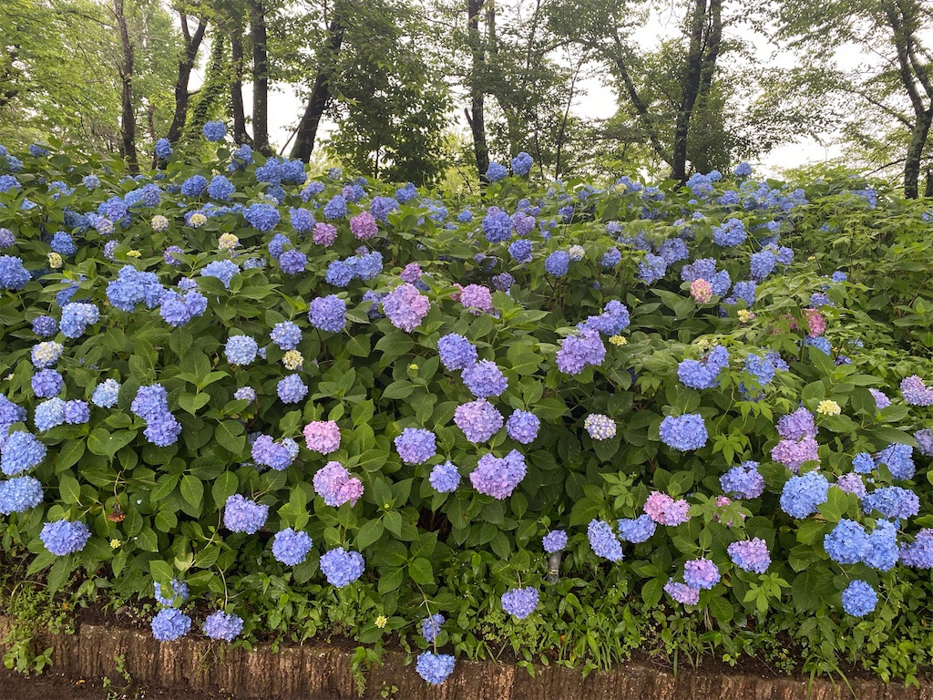 f:id:wakuwakushincha:20240630102313j:image