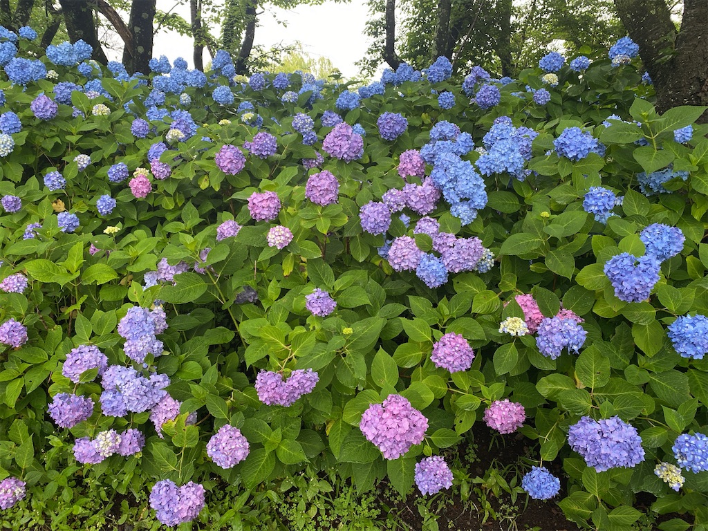 f:id:wakuwakushincha:20240630102316j:image