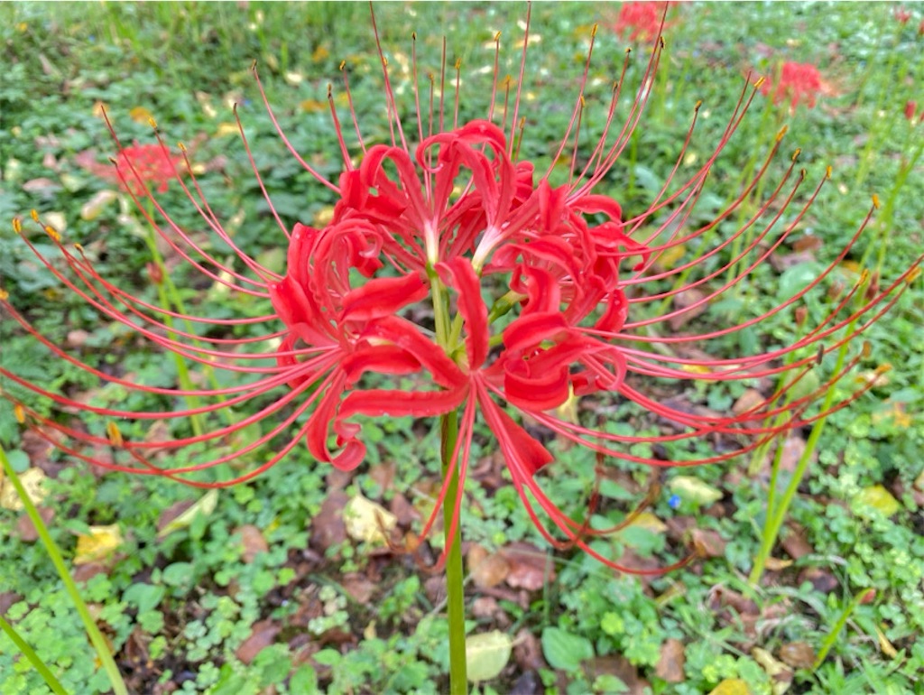 f:id:wakuwakushincha:20241004140207j:image