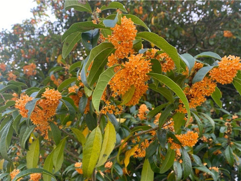 f:id:wakuwakushincha:20241102174351j:image f:id:wakuwakushincha:20241102174351j:image