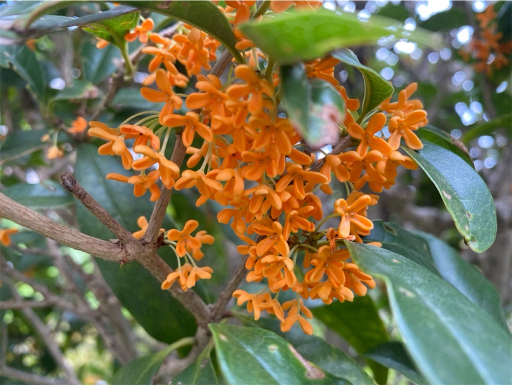 f:id:wakuwakushincha:20241103112912j:image f:id:wakuwakushincha:20241103112912j:image