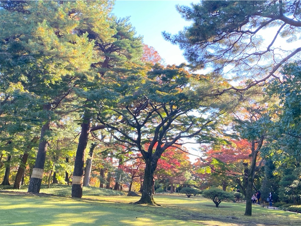 f:id:wakuwakushincha:20241203223330j:image