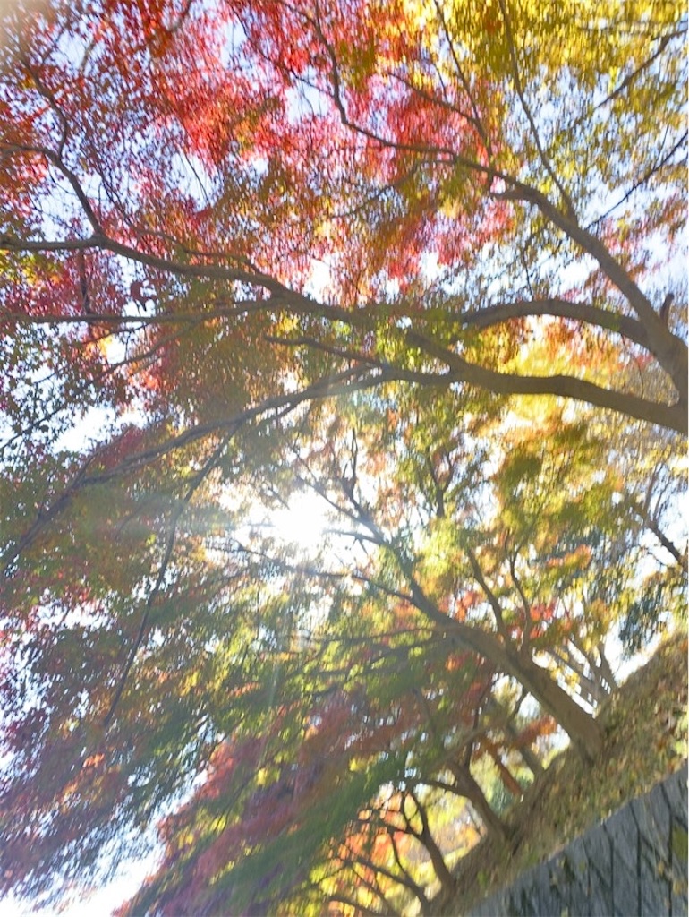 f:id:wakuwakushincha:20241204212609j:image