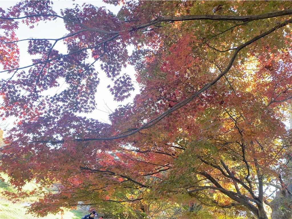 f:id:wakuwakushincha:20241204212623j:image