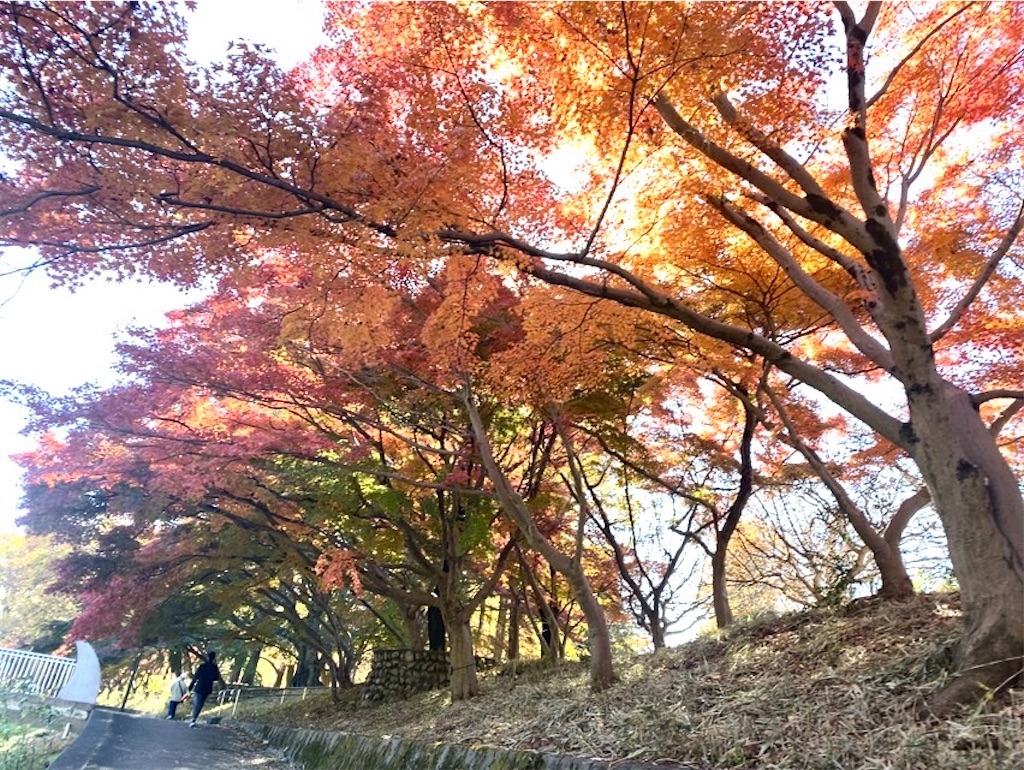 f:id:wakuwakushincha:20241204212638j:image