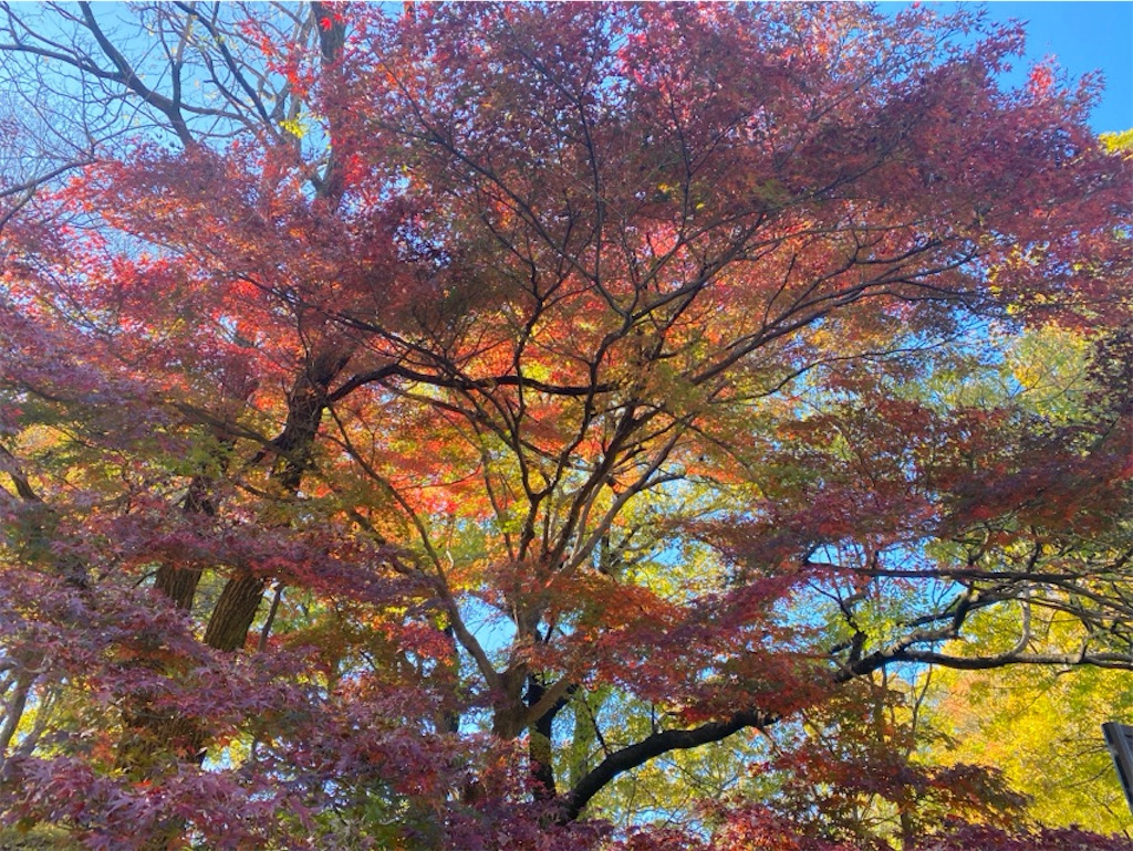 f:id:wakuwakushincha:20241204212659j:image